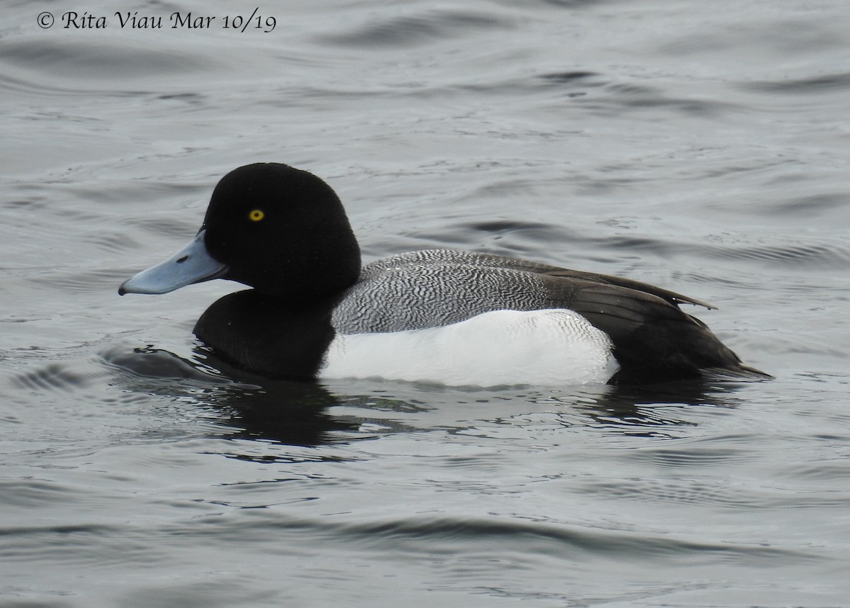 Greater Scaup - ML144853171