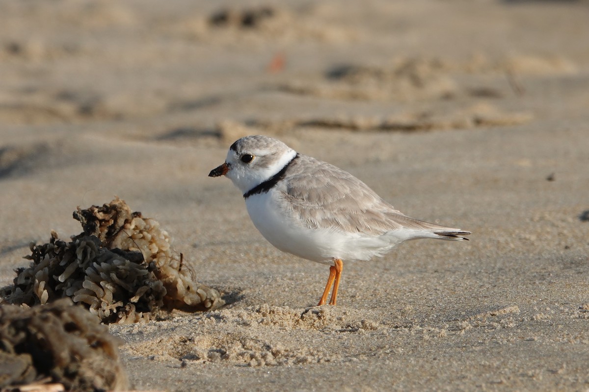 Piping Plover - ML144853191