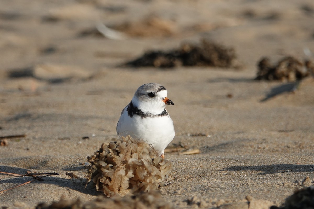 Piping Plover - ML144853201