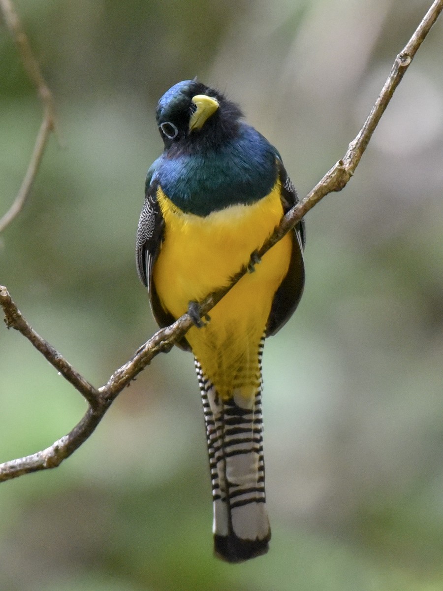 Northern Black-throated Trogon - Anonymous