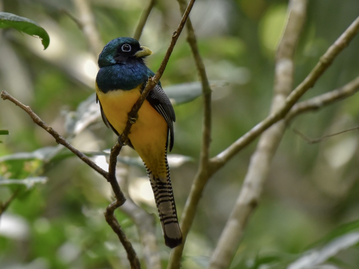 Northern Black-throated Trogon - Anonymous