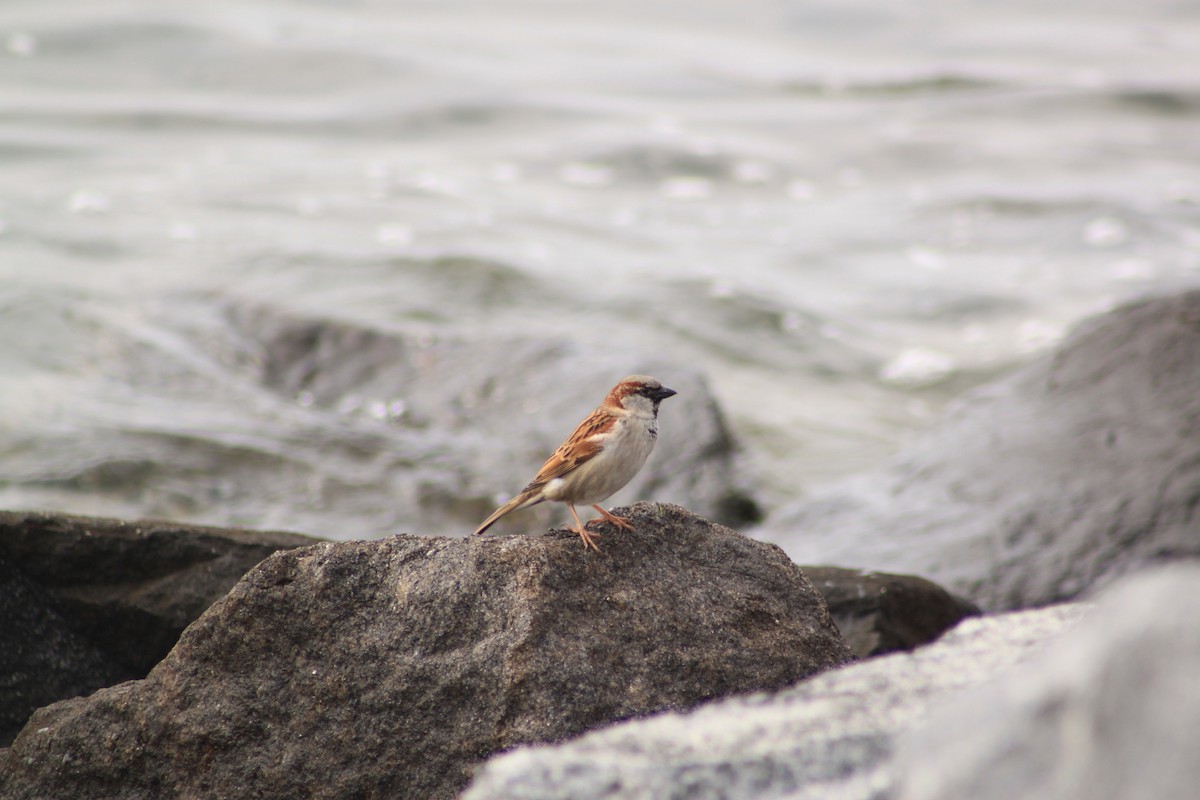 House Sparrow - T Bird