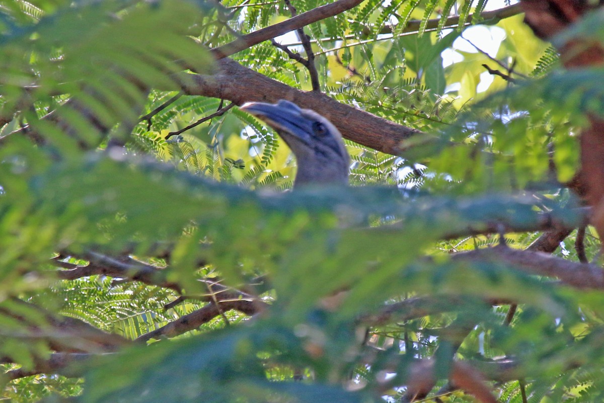 Indian Gray Hornbill - ML144855711
