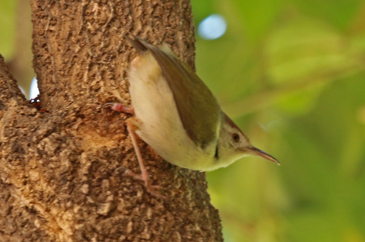 Common Tailorbird - Joan and/or George Sims