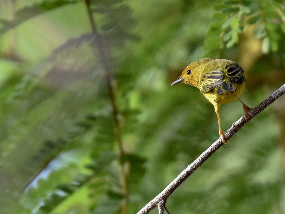 Yellow Warbler (Mangrove) - Anonymous