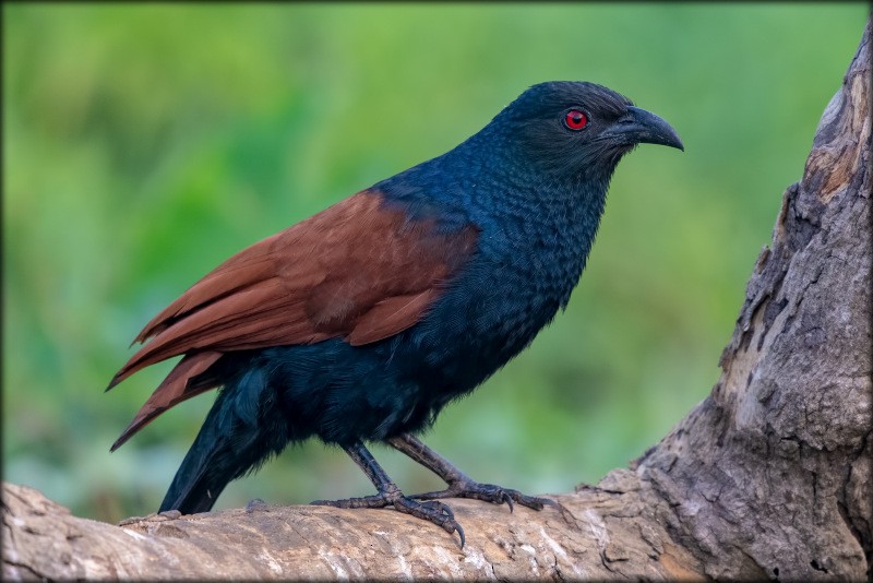 Greater Coucal - Anonymous