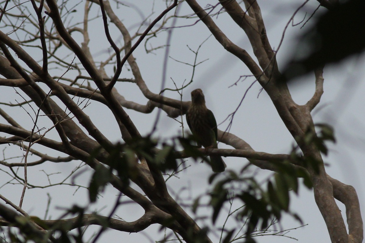 Lineated Barbet - Chinmay Rahane