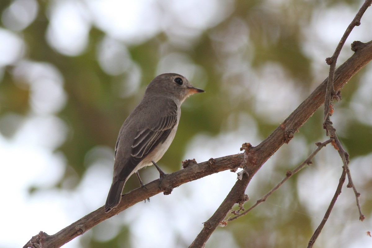 Asian Brown Flycatcher - Chinmay Rahane