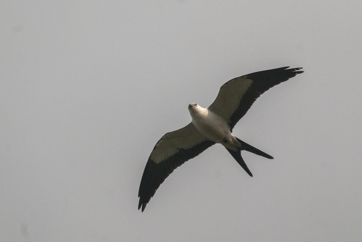 Swallow-tailed Kite - ML144861031