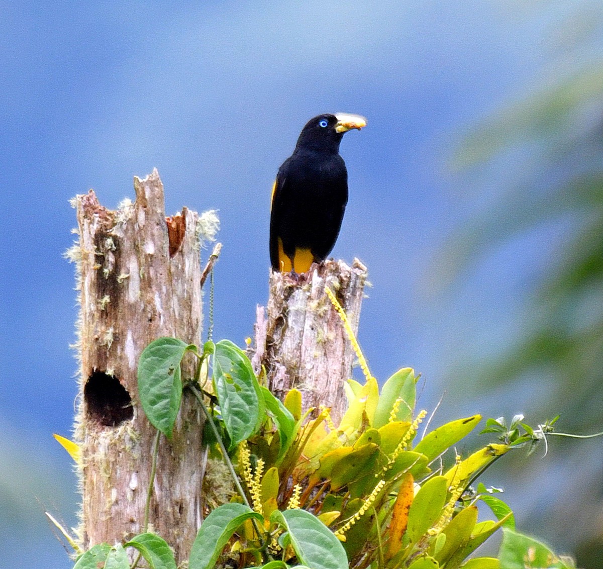 Yellow-rumped Cacique - ML144861081
