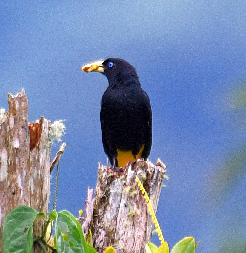 Yellow-rumped Cacique - ML144861101