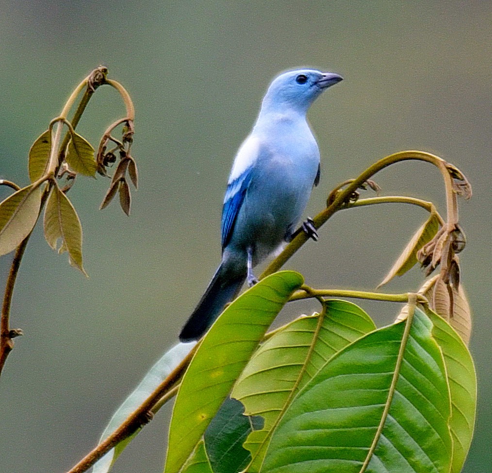 Blue-gray Tanager - ML144861631