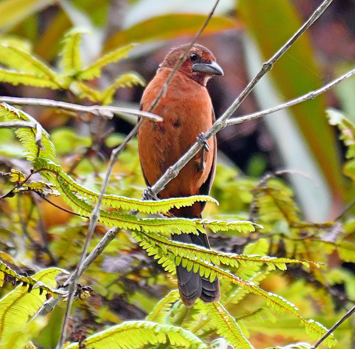 Silver-beaked Tanager - ML144862101