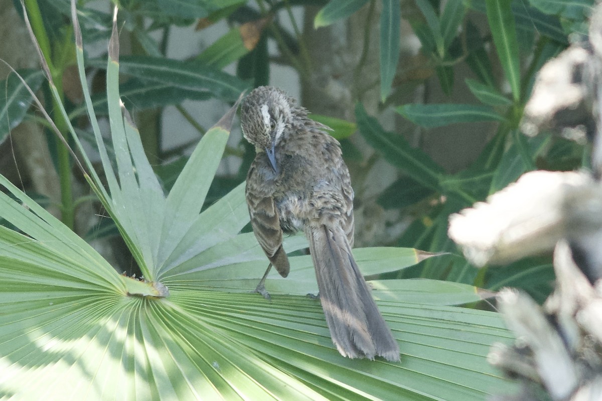 Long-tailed Mockingbird - Levi Burford
