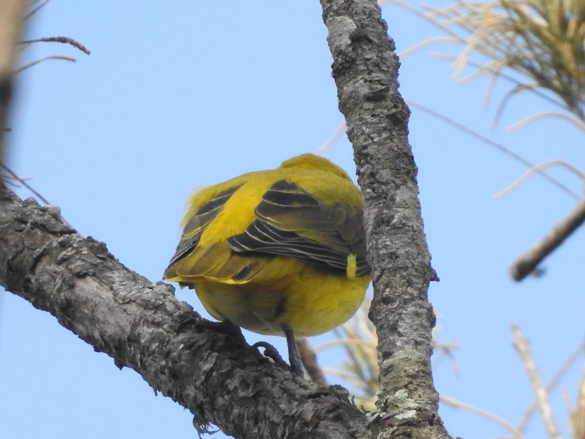 Indian Golden Oriole - ML144865111