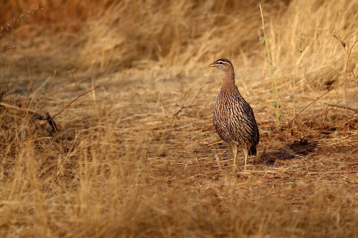 Double-spurred Spurfowl - ML144866571