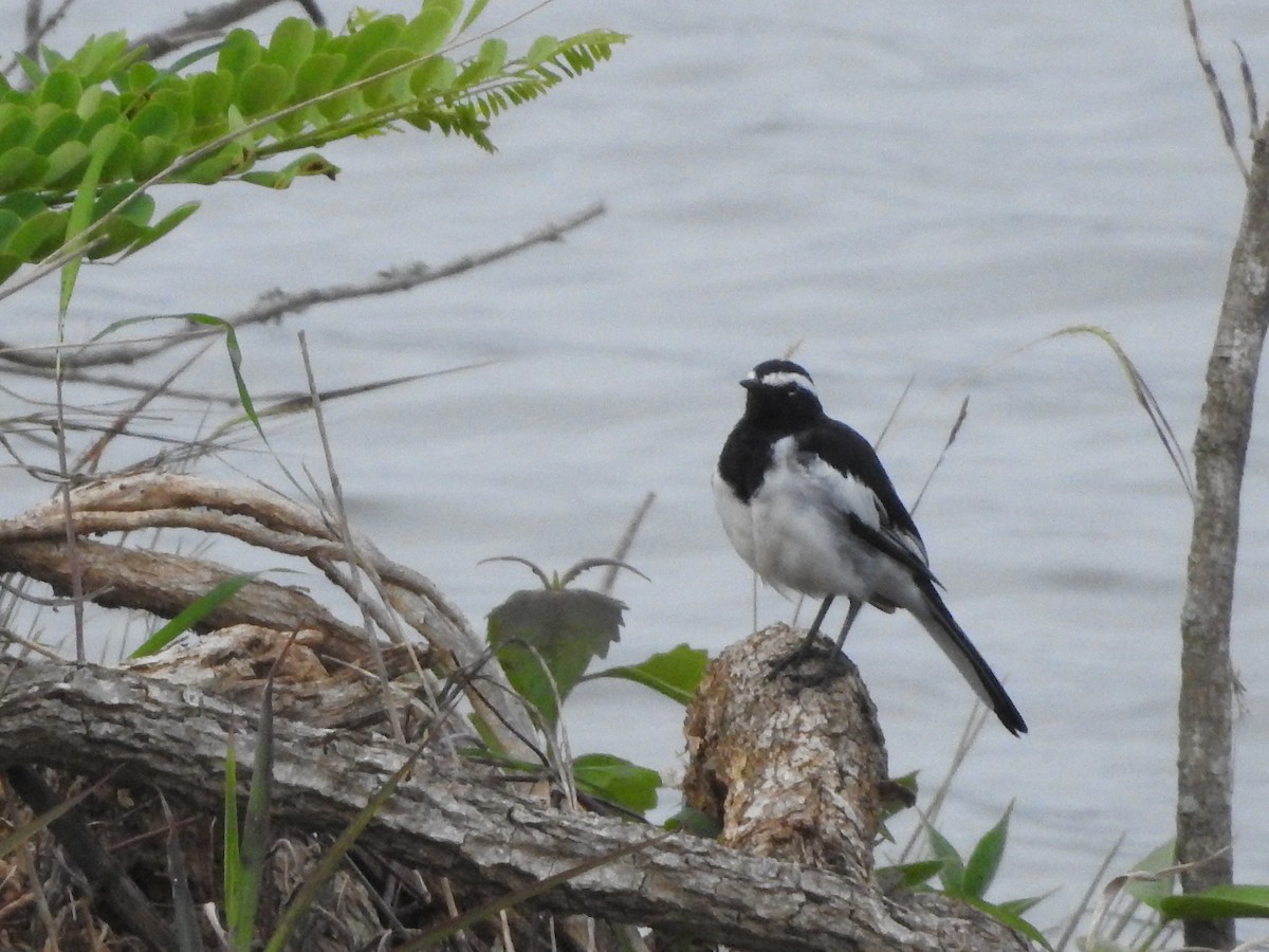 White-browed Wagtail - ML144873971