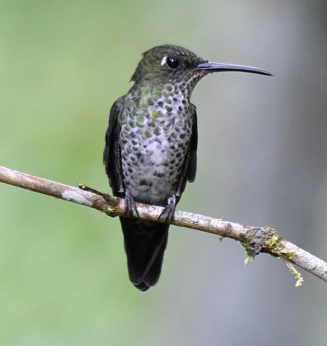 Many-spotted Hummingbird - ML144874721