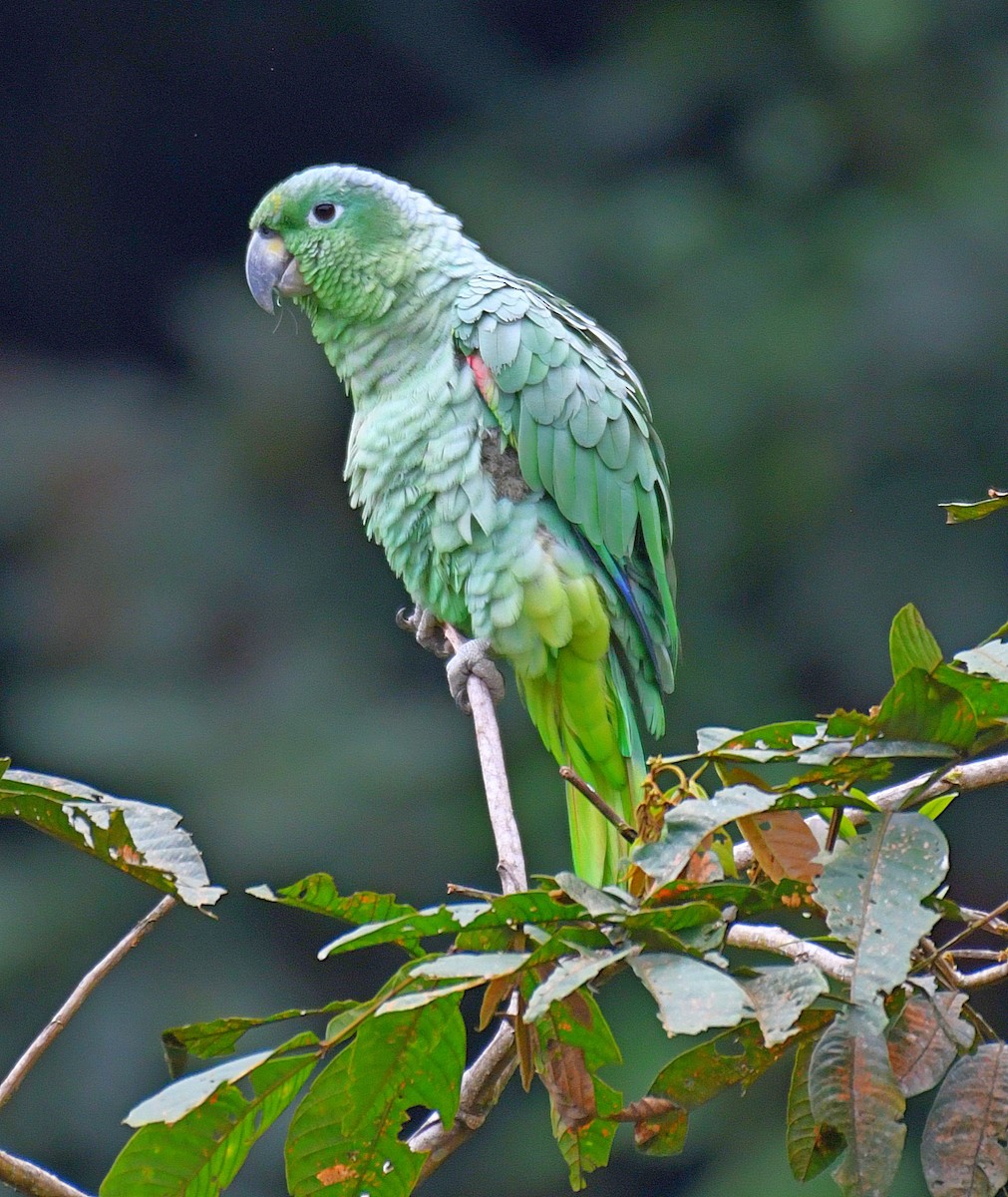 Mealy Parrot - ML144876001