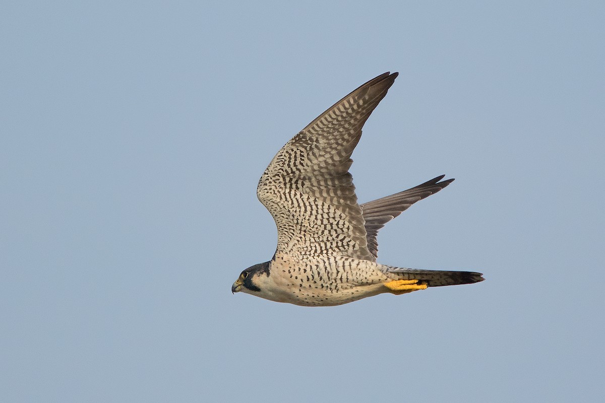 Peregrine Falcon (Tundra) - Ayuwat Jearwattanakanok