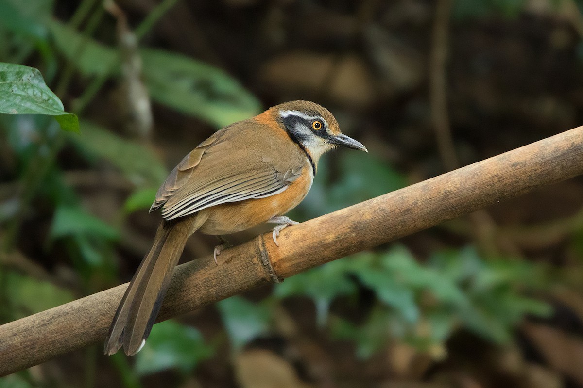 Lesser Necklaced Laughingthrush - ML144880371