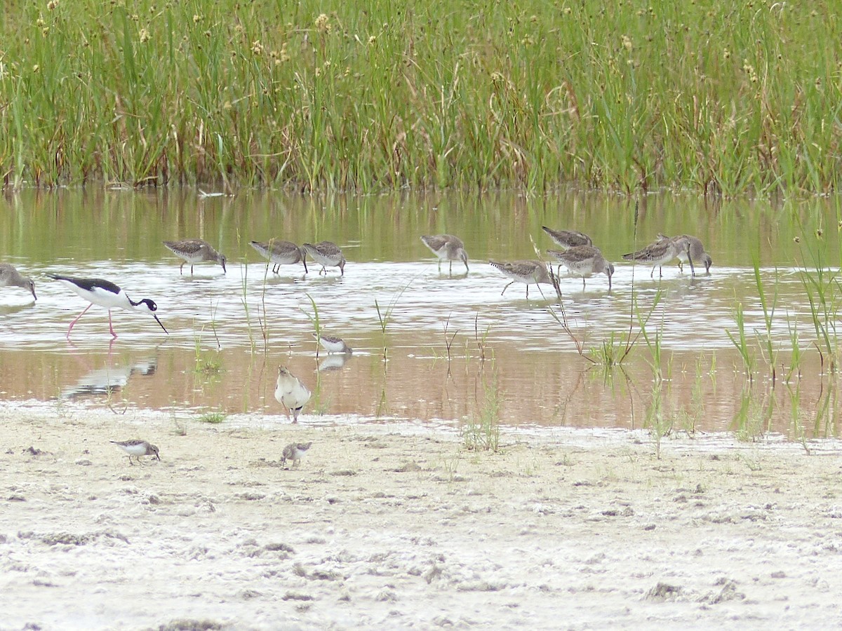 Long-billed Dowitcher - ML144880381