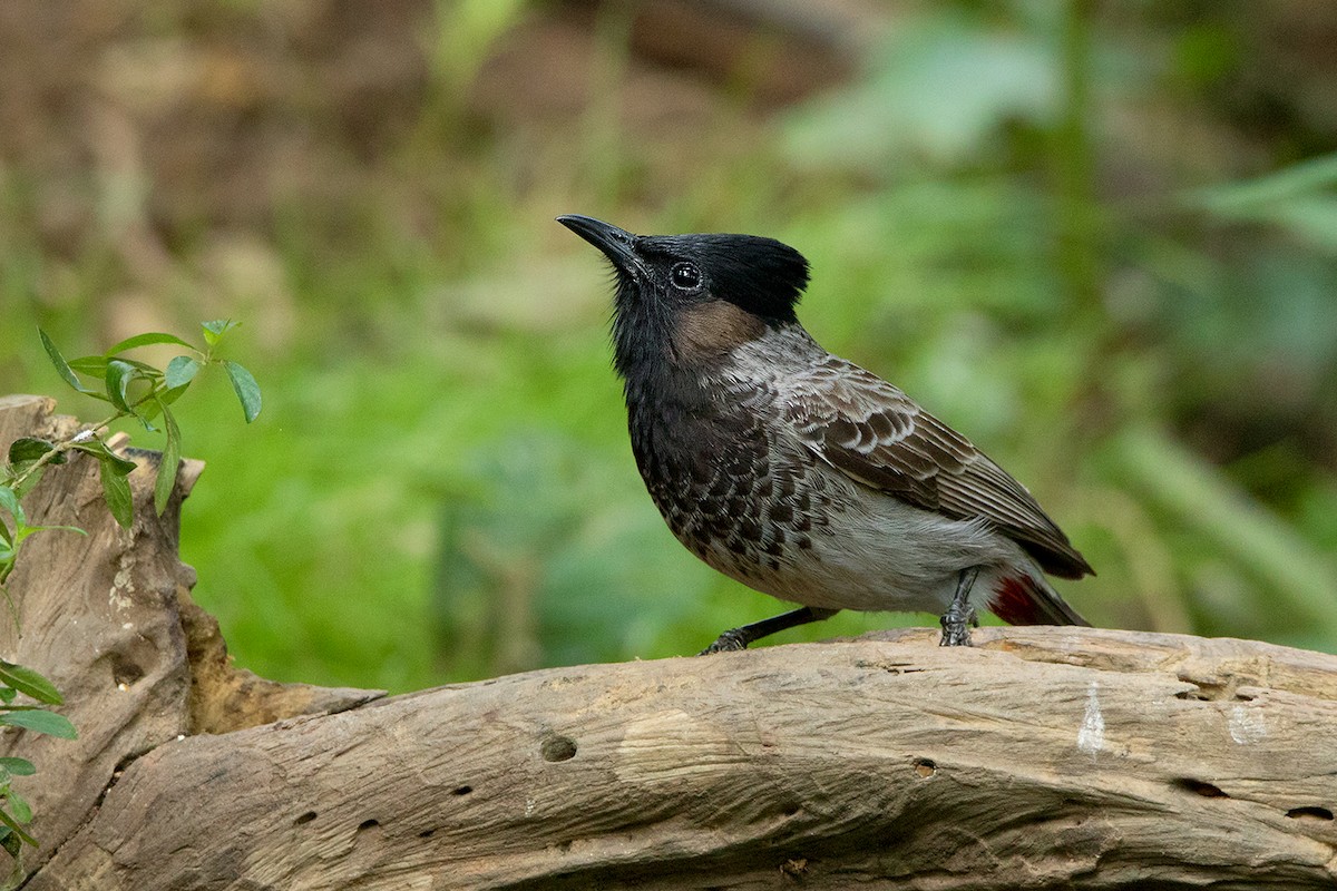 Red-vented Bulbul - ML144880751