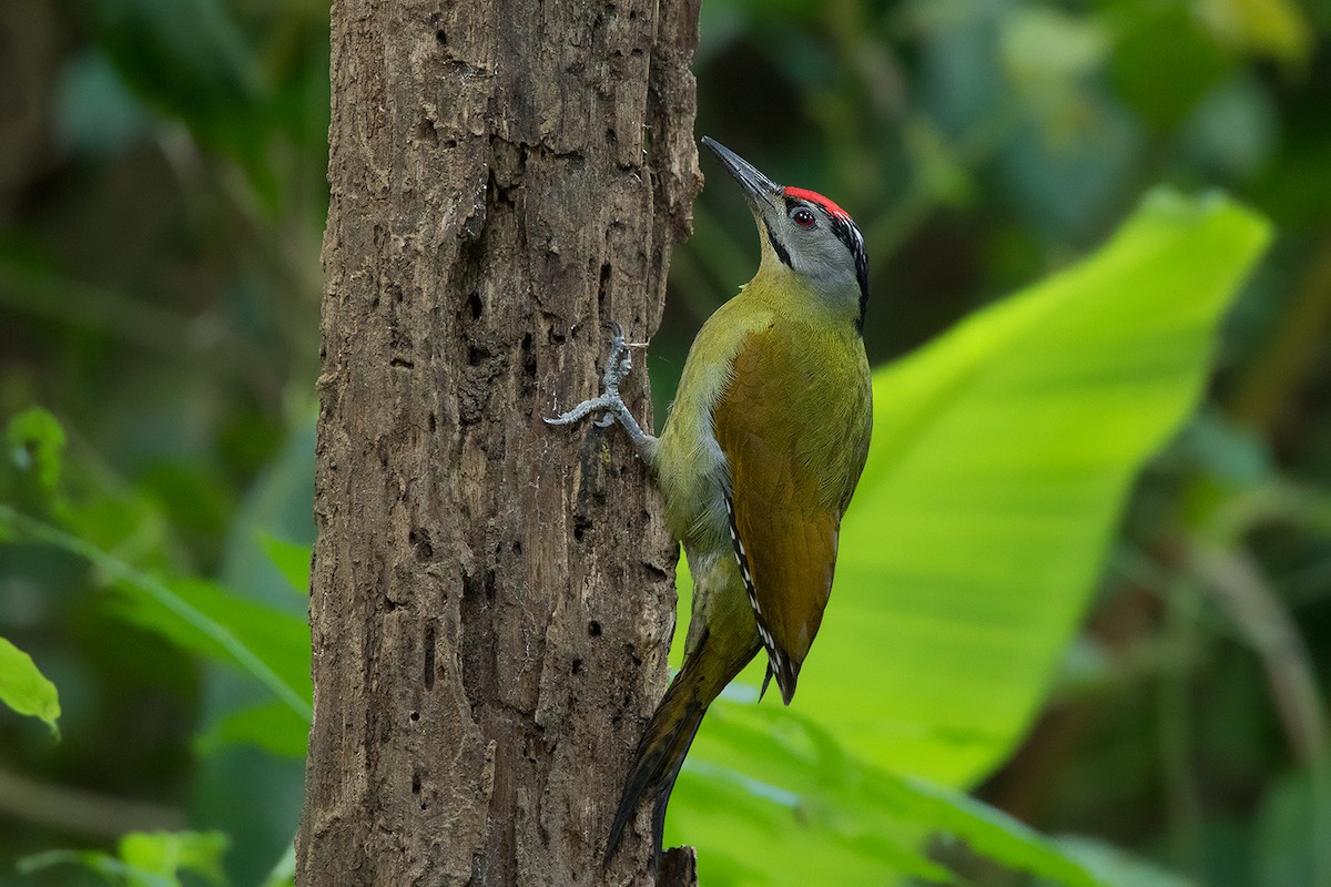Gray-headed Woodpecker (Black-naped) - ML144880861