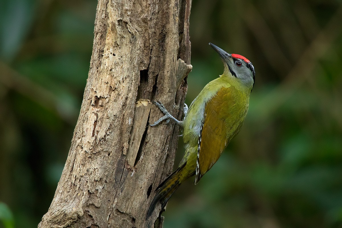 Gray-headed Woodpecker (Black-naped) - Ayuwat Jearwattanakanok