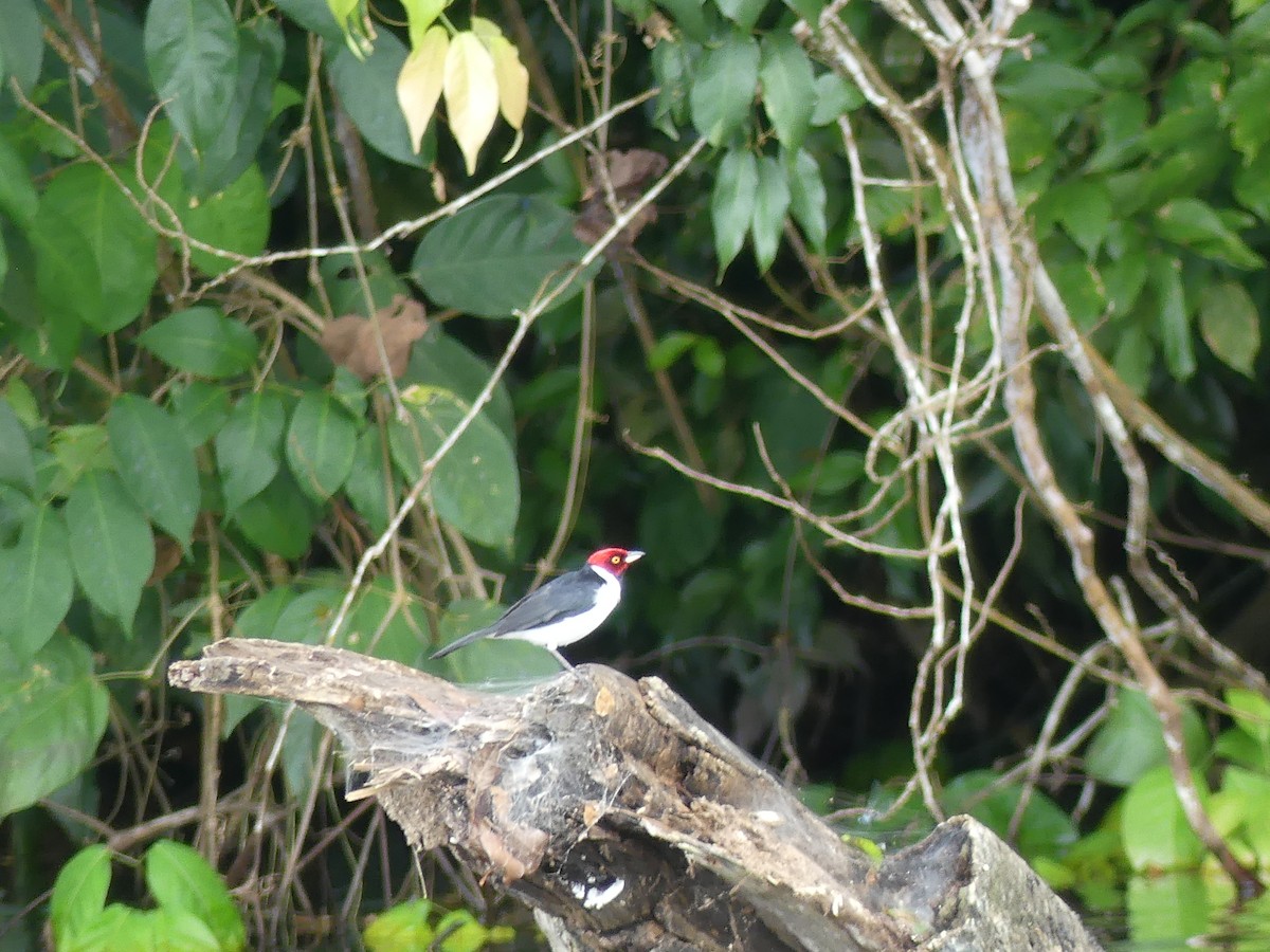 Red-capped Cardinal - ML144880911
