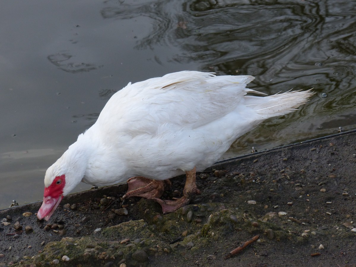 Muscovy Duck (Domestic type) - ML144882401