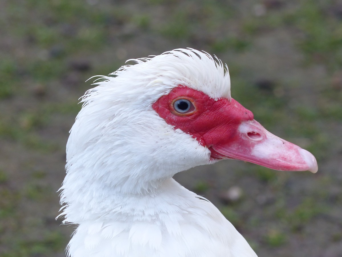 Muscovy Duck (Domestic type) - ML144882441