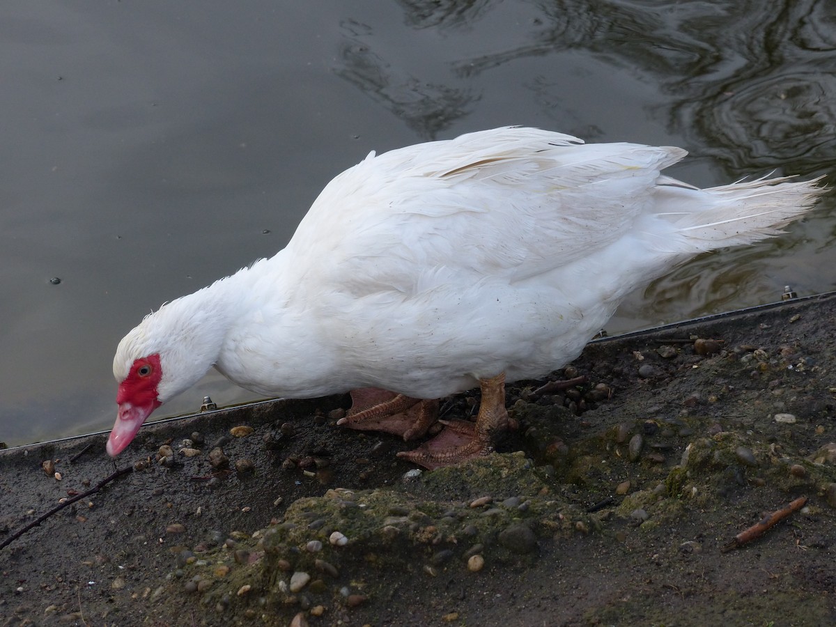 Muscovy Duck (Domestic type) - ML144882461