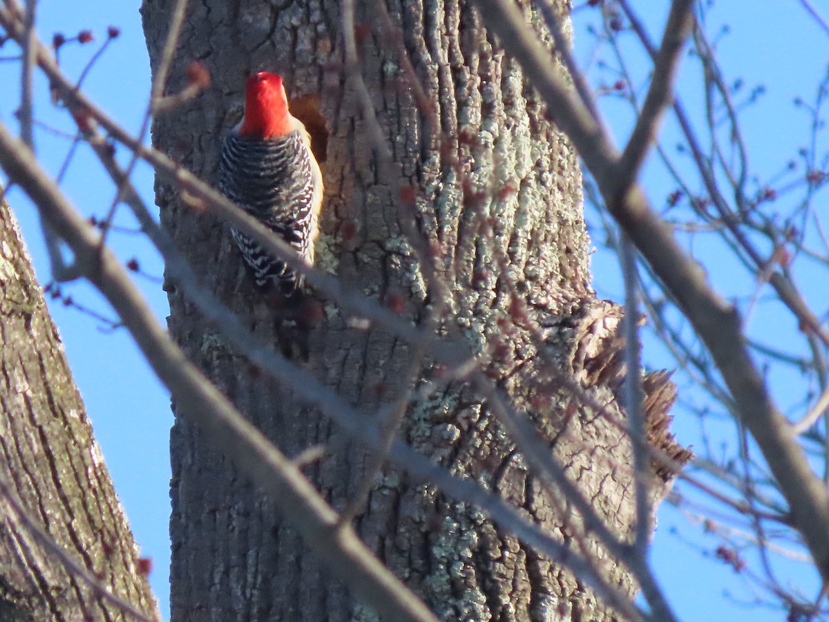 Red-bellied Woodpecker - ML144883251