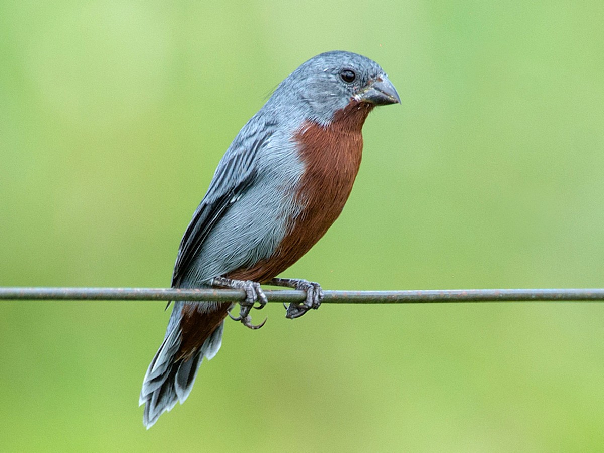 Chestnut-bellied Seedeater - Sporophila castaneiventris - Birds of the ...