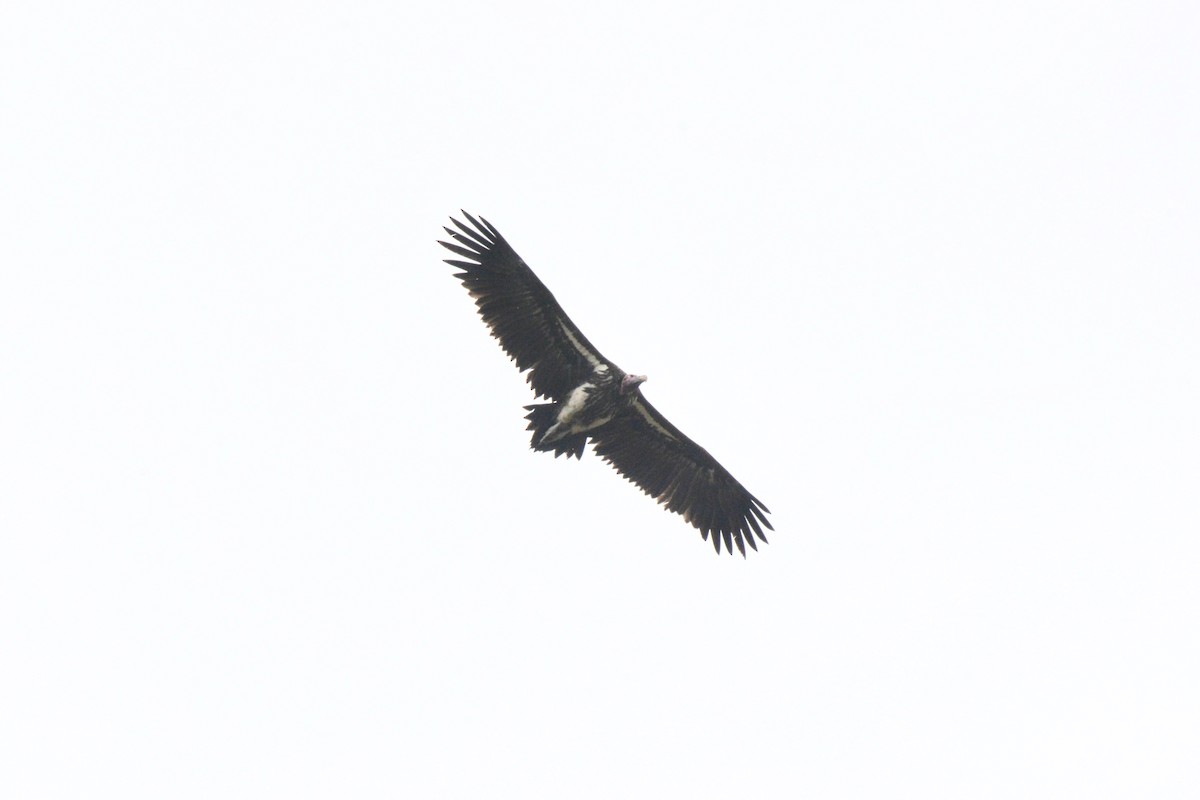 Lappet-faced Vulture - ML144888771