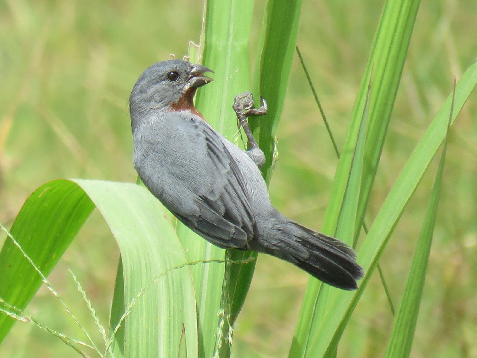 Chestnut-bellied Seedeater - eBird