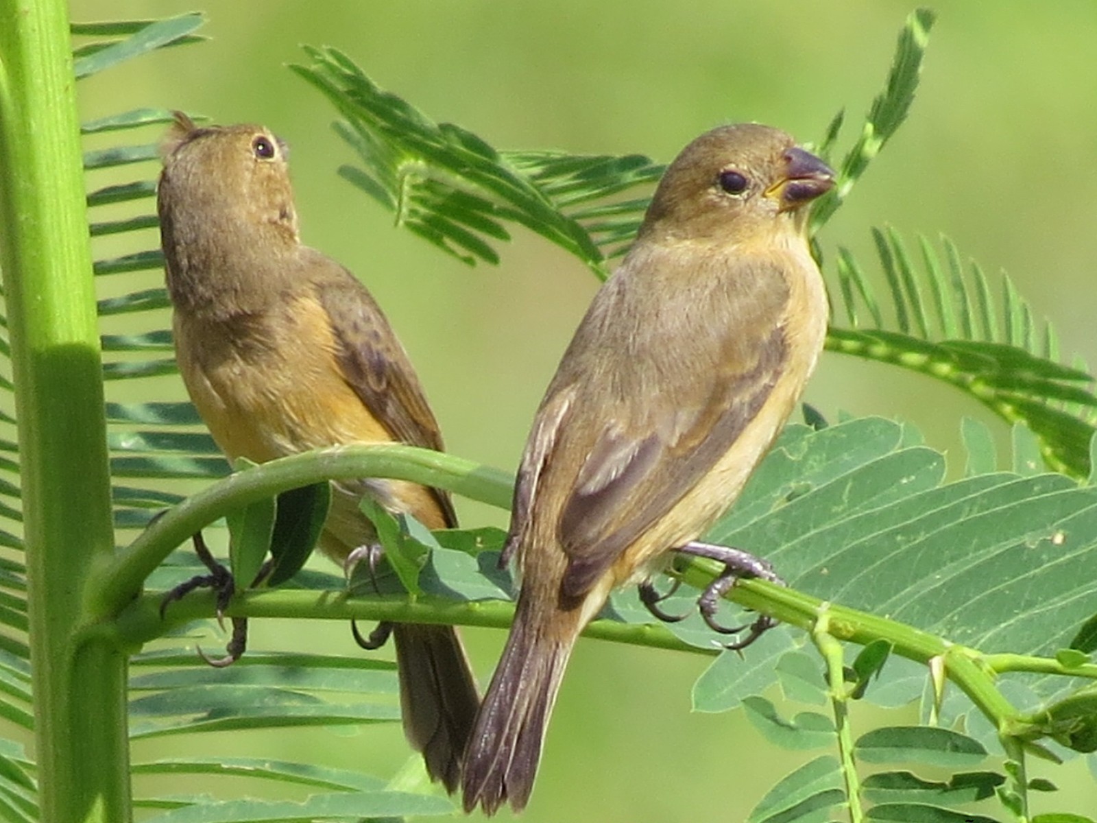 Chestnut-bellied Seedeater - eBird