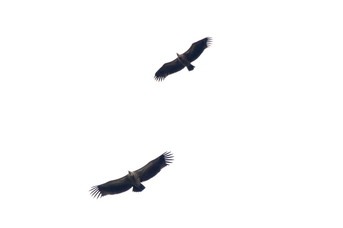 White-backed Vulture - ML144889041