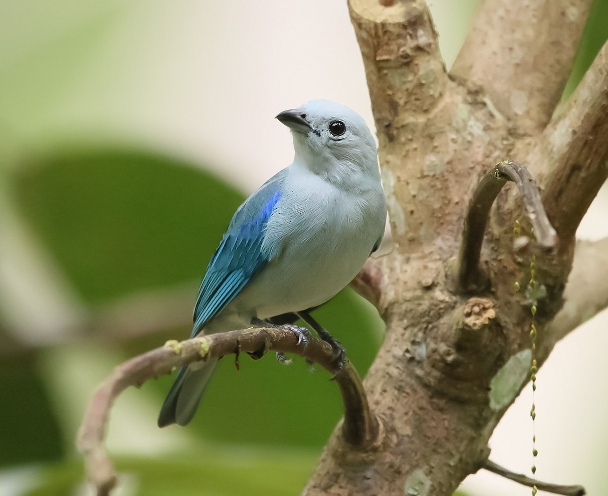Blue-gray Tanager - ML144889381