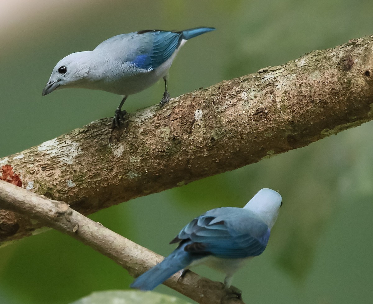 Blue-gray Tanager - ML144889391