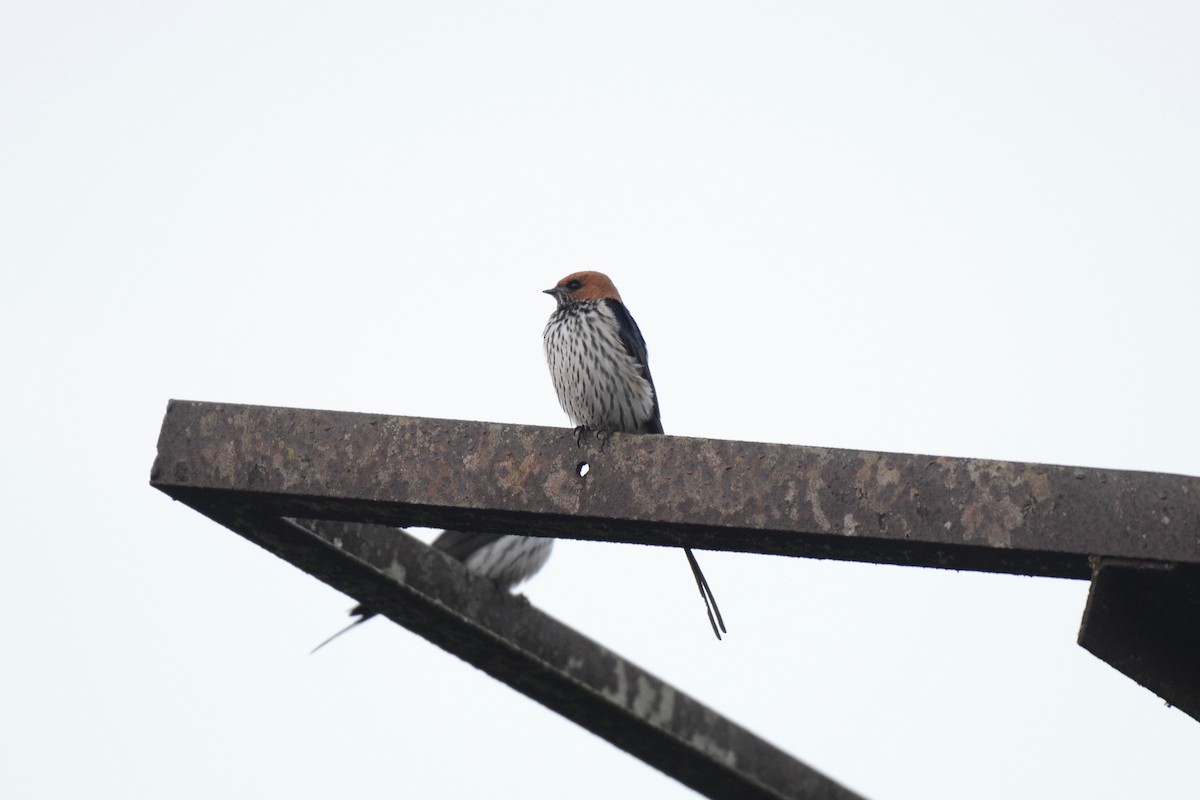 Lesser Striped Swallow - ML144889741