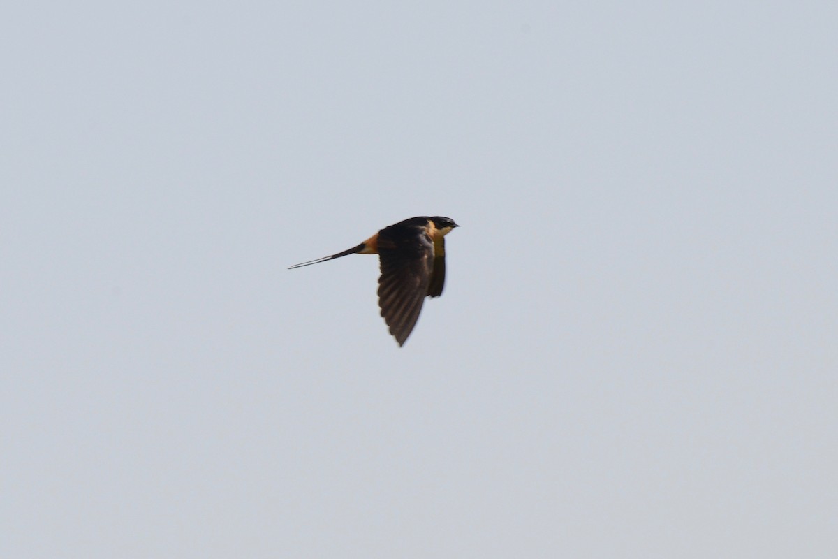 Rufous-chested Swallow - ML144889831