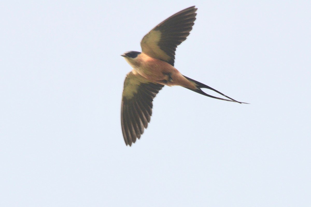 Rufous-chested Swallow - Timothy Lloyd