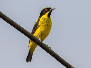  - Yellow-bellied Dacnis