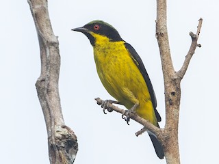  - Yellow-bellied Dacnis