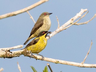  - Yellow-bellied Dacnis
