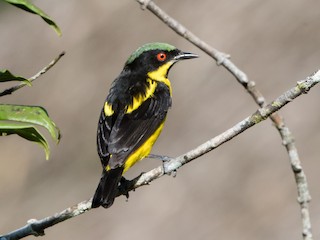  - Yellow-bellied Dacnis