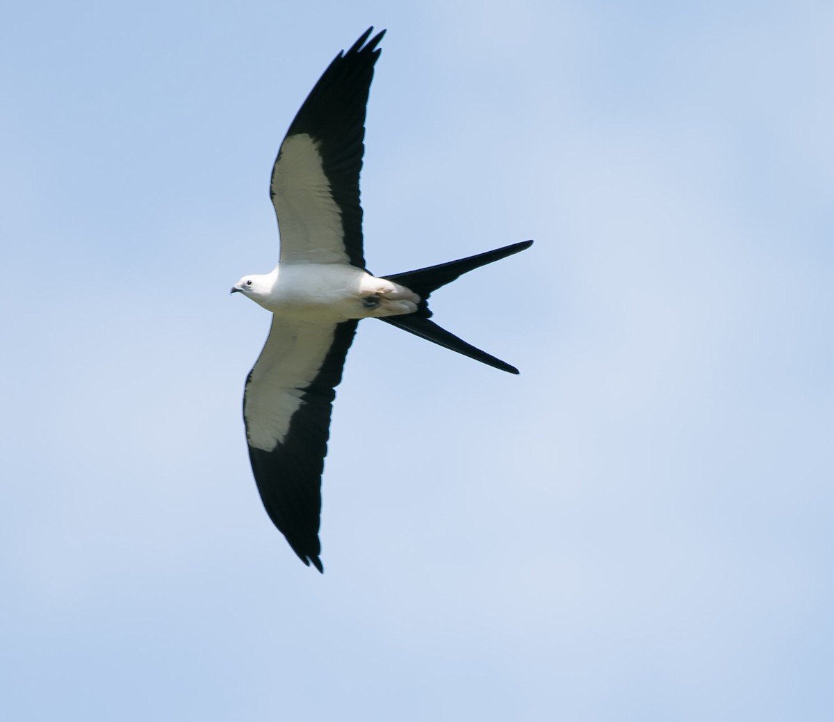 Swallow-tailed Kite - Isaias Morataya