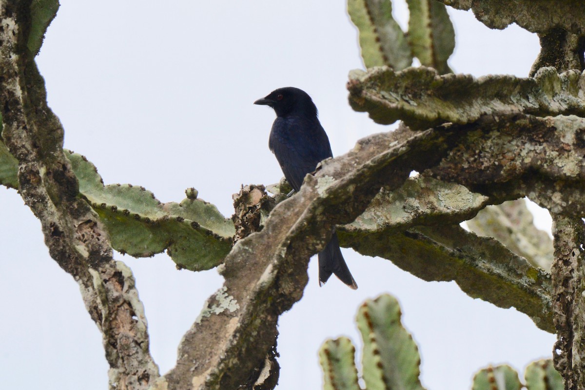 Fork-tailed Drongo - ML144894691